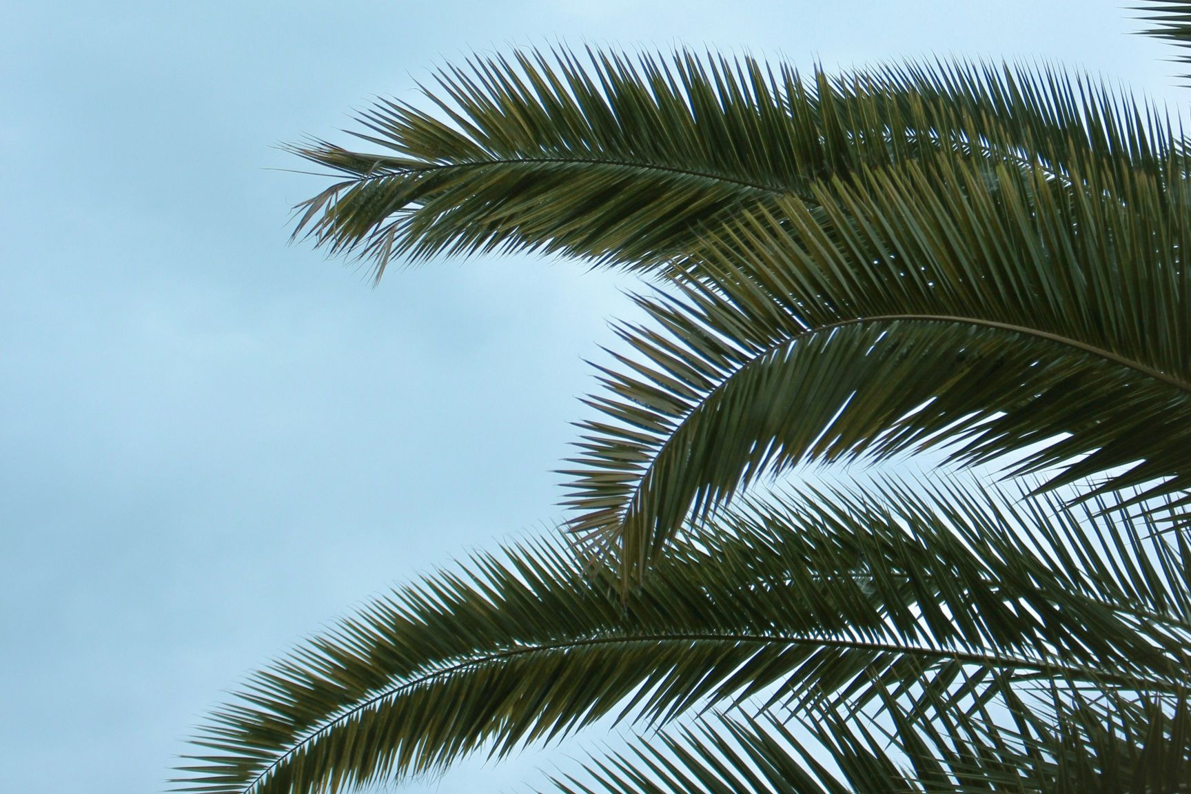 Palm Sunday Service, Sun, Apr 13, 2025